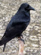 birds/crow.jpg