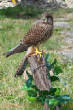 birds/femalekestrel.JPG