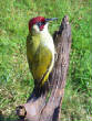 birds/greenwoodpecker.jpg