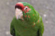 birds/parrot.jpg