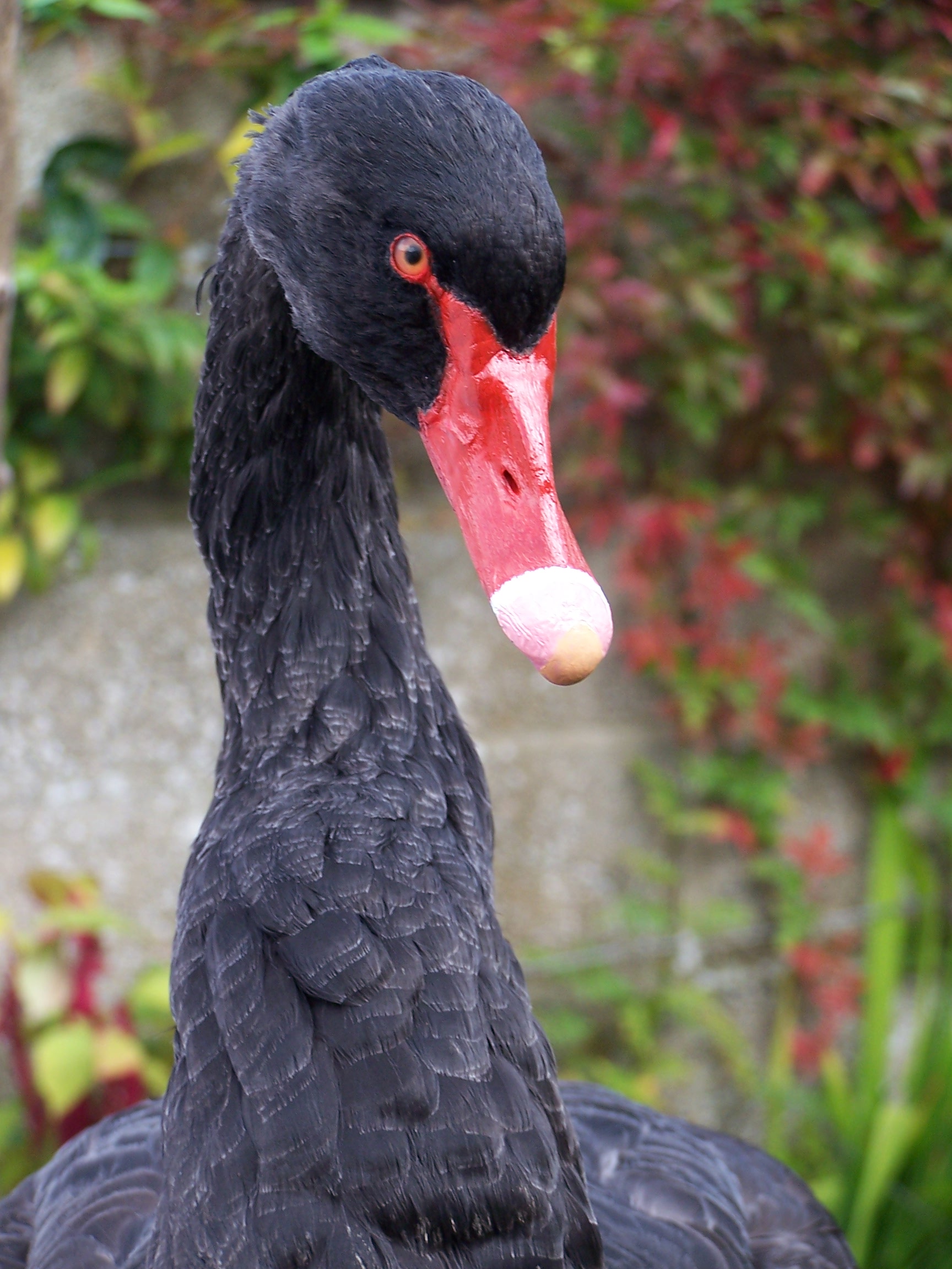 birds/blackswanhead.jpg