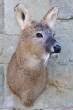 deer/cwd1.jpg