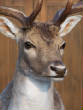 deer/fallowface.jpg