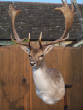 deer/goldfallow.jpg