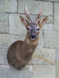 deer/lateroe.jpg