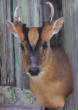 deer/muntjac.jpg