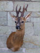 deer/oldbuck.jpg