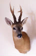 deer/prettyroebuck.jpg