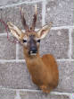 deer/roebuck.jpg