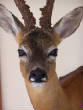 deer/roefacecloseup.jpg