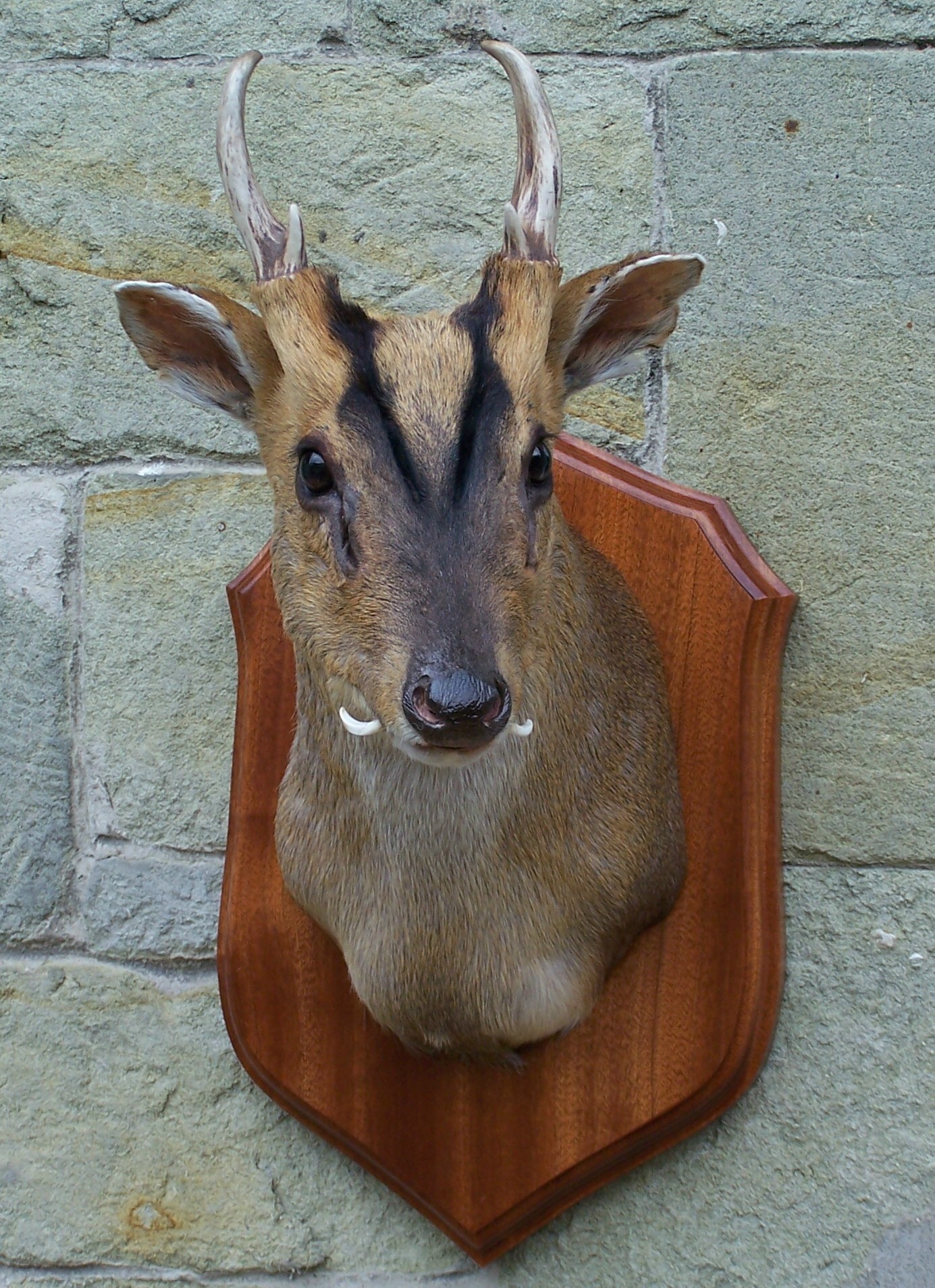 deer/goldmedalmuntjac.jpg