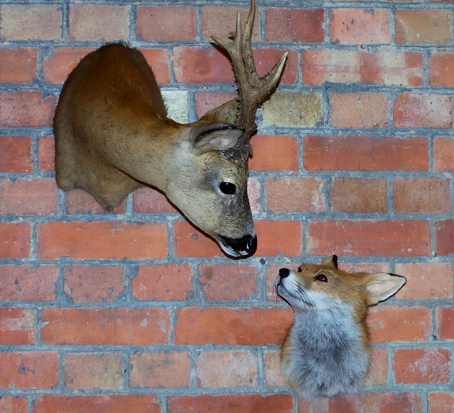 deer/roefox.jpg