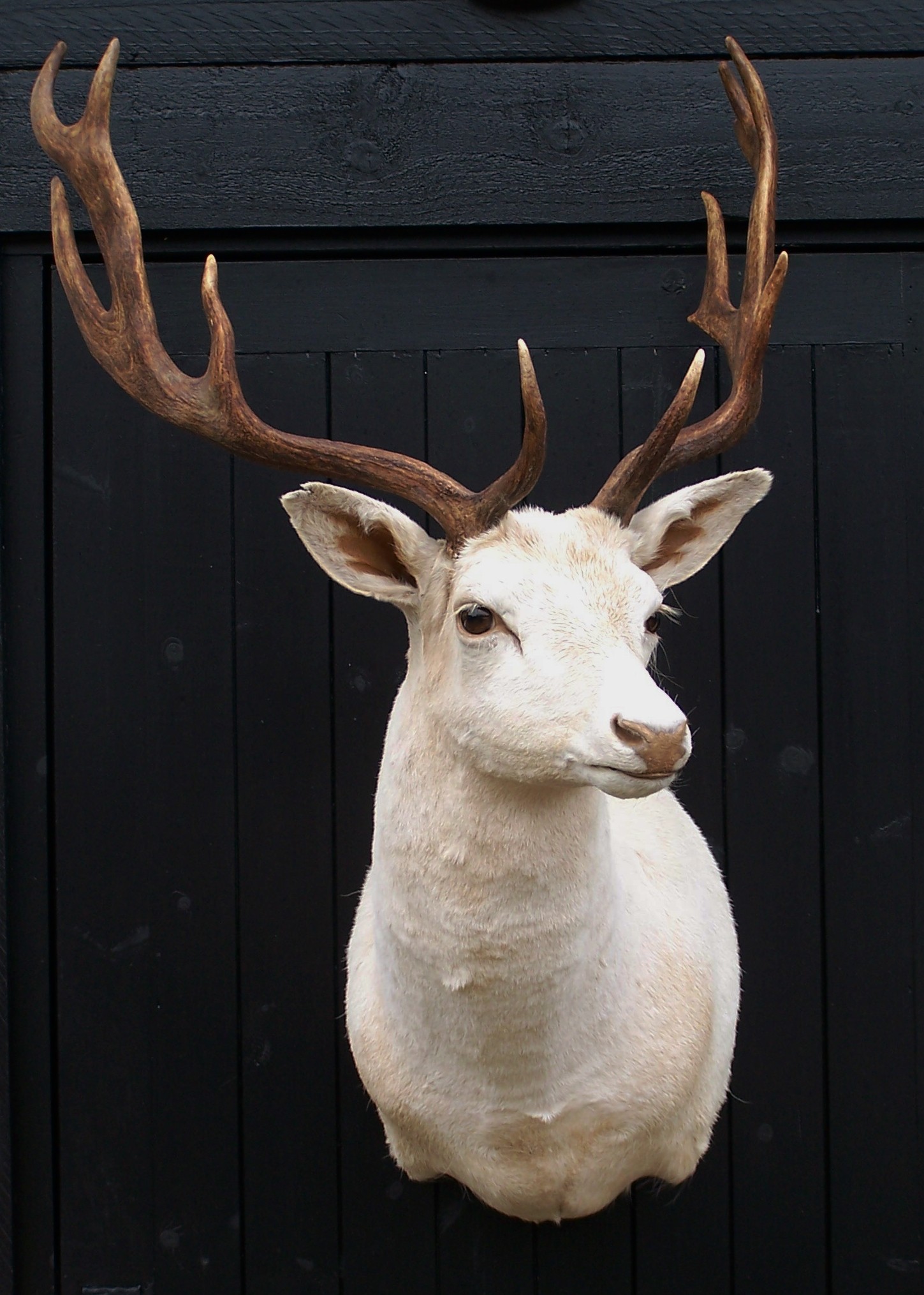 deer/whitefallowbuck.jpg