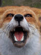 mammals/yawningfox.jpg