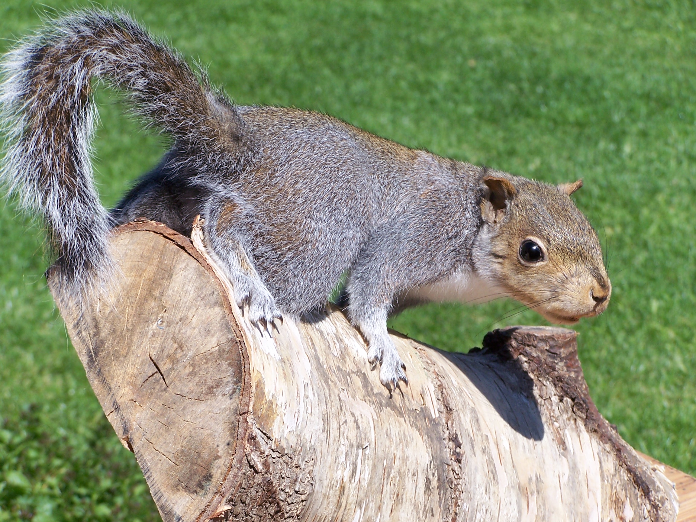 mammals/greysquirrel.jpg