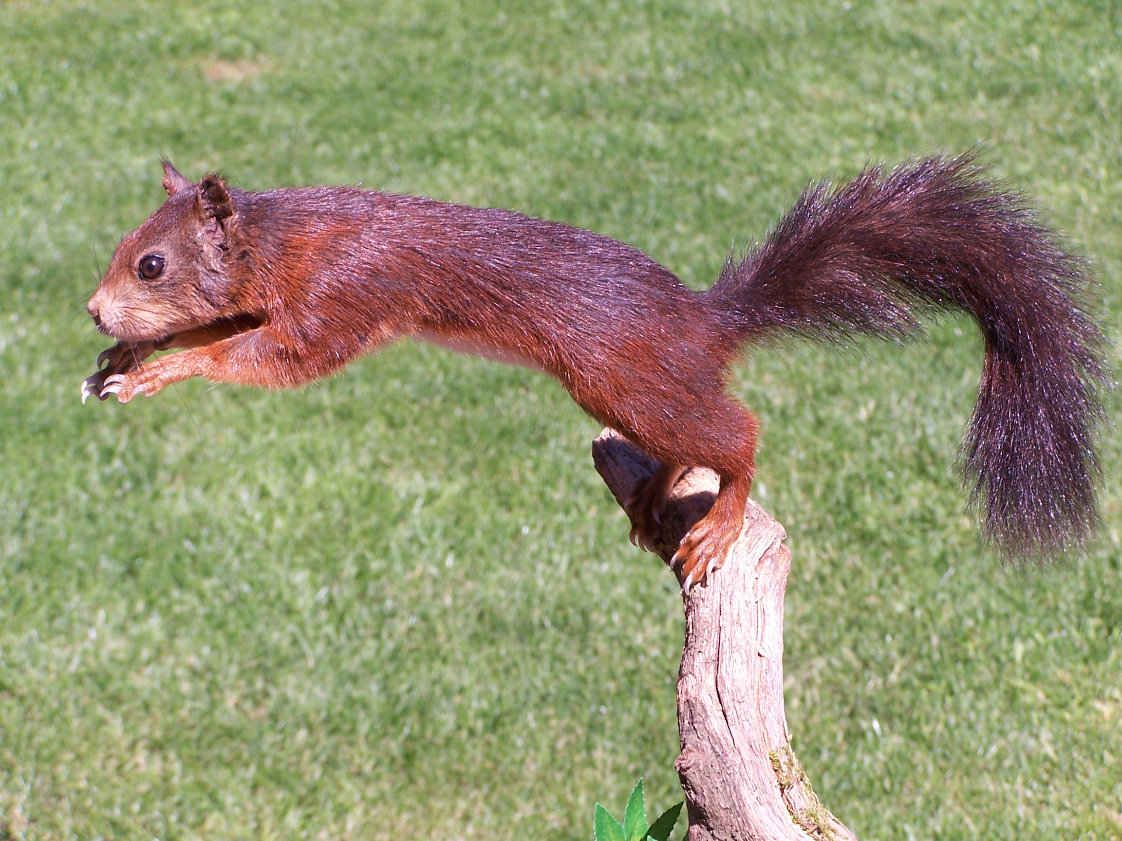 mammals/leapingredsquirrel.jpg