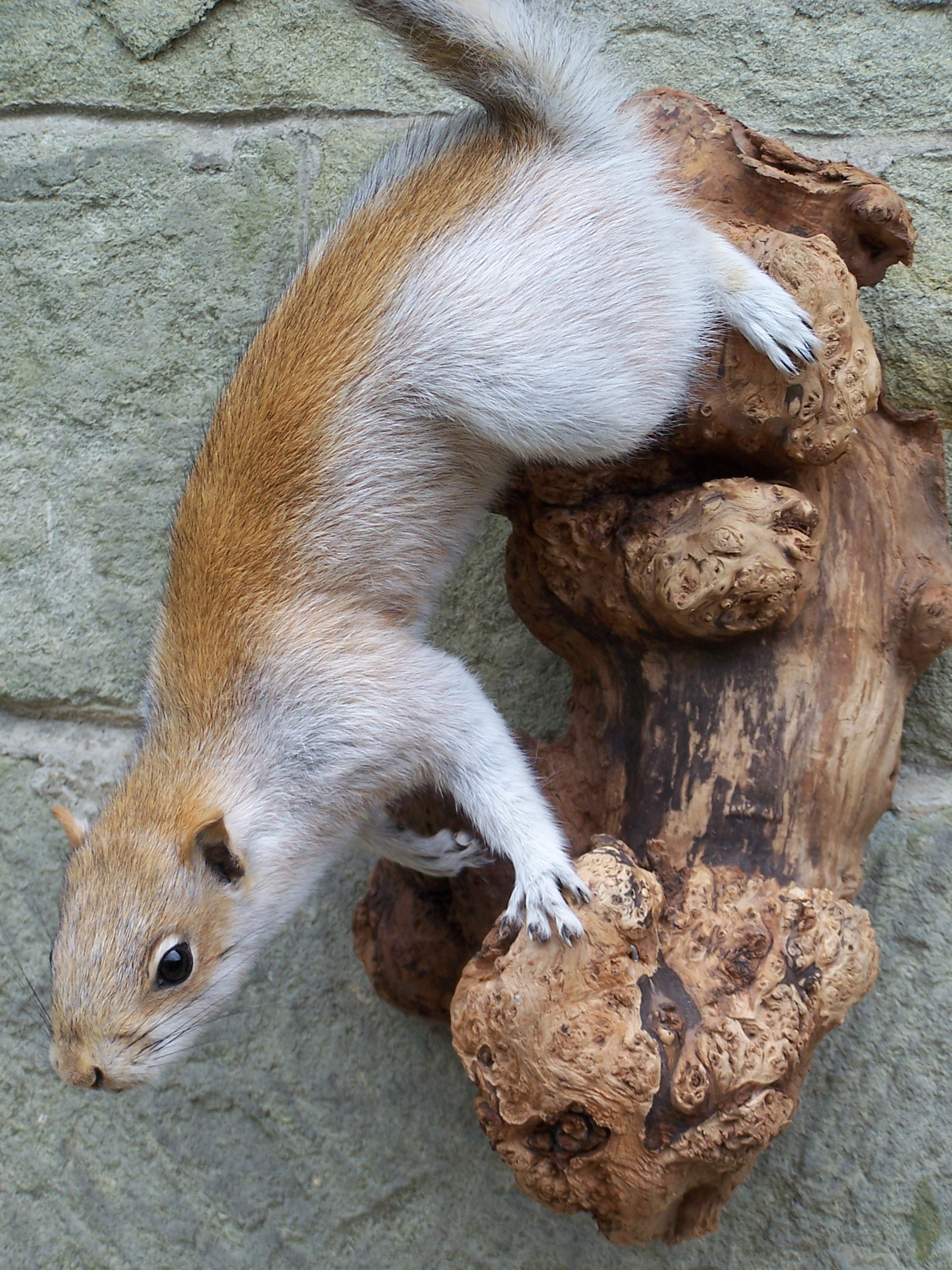 mammals/mutationgreysquirrel.jpg