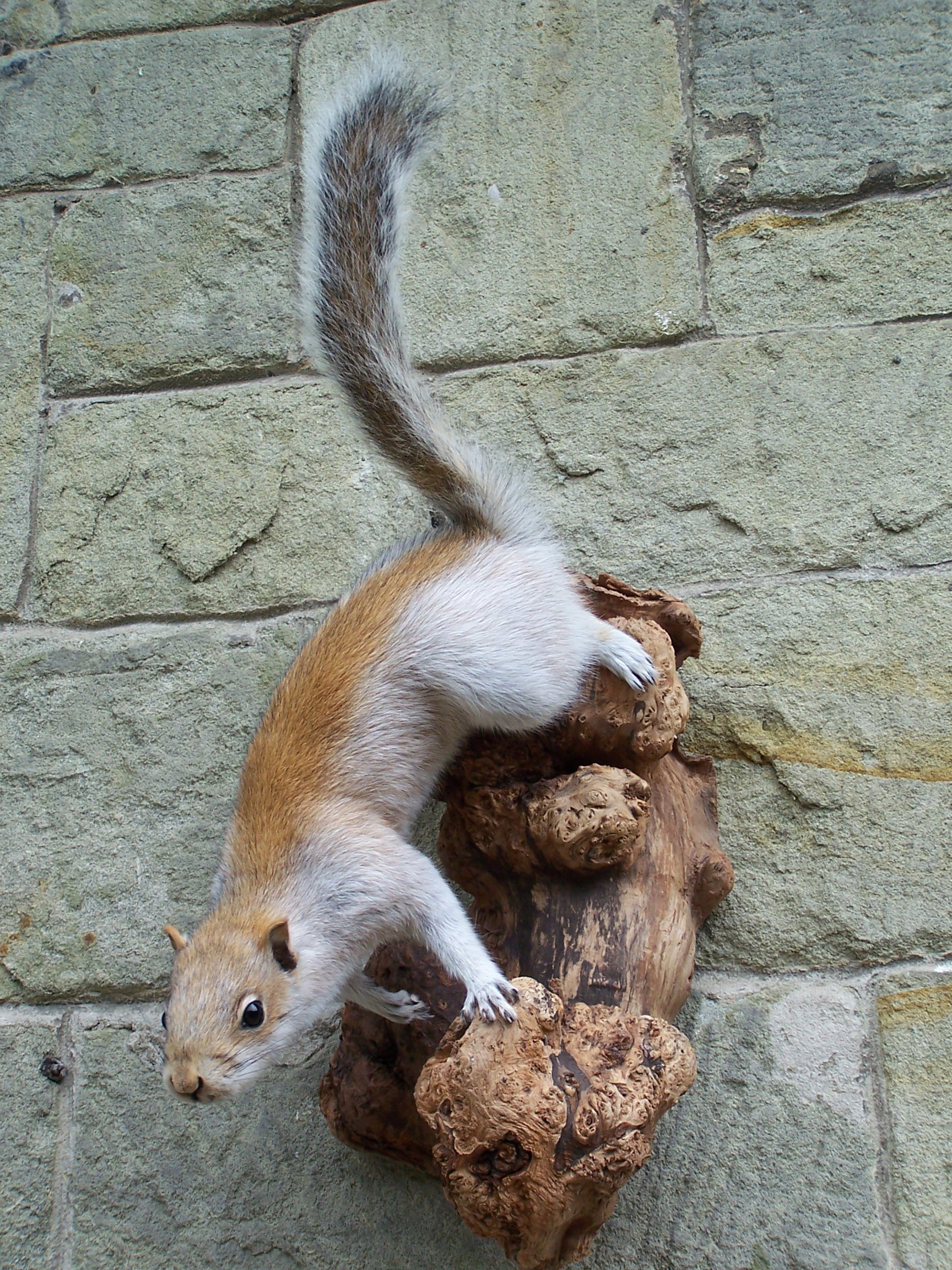 mammals/mutationsquirrel.jpg