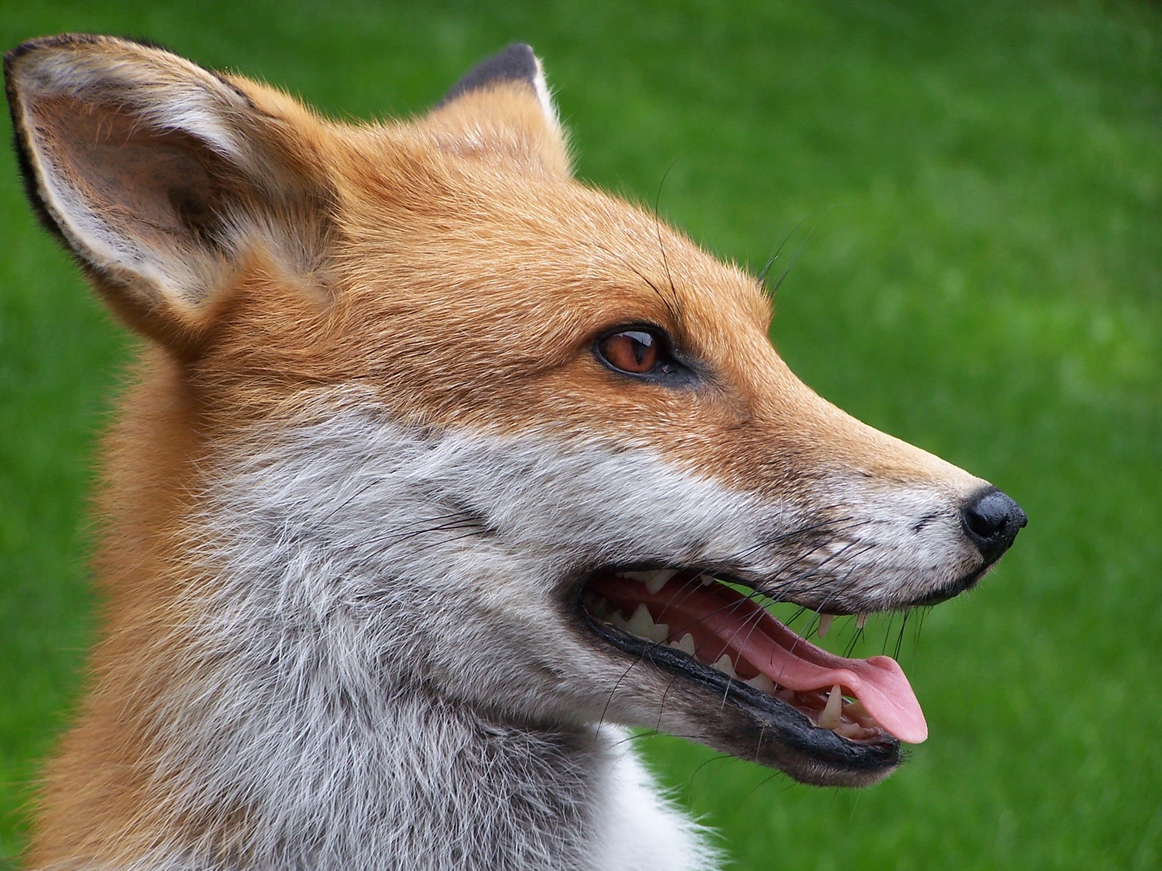 mammals/pantingvixencloseup.jpg