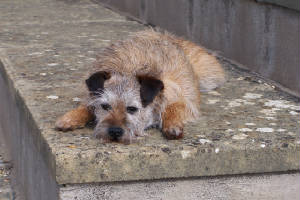 lying down border terrier