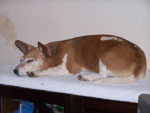 sleeping corgi cross