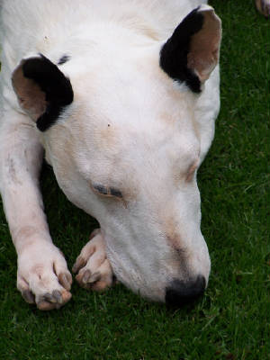 sleeping english bull terrier