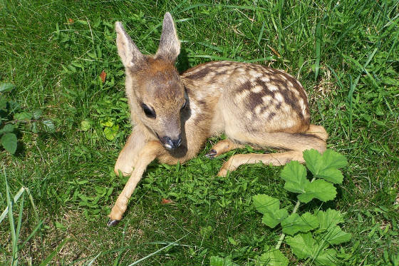 little roe fawn