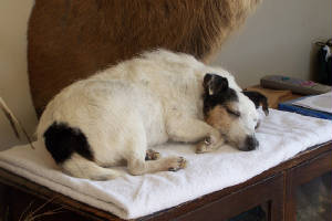 sleeping jack russel