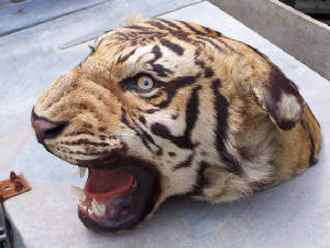 van ingen tiger shell after