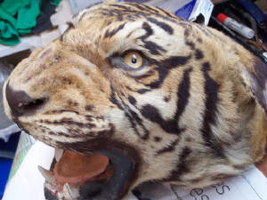 van ingen tiger shell before