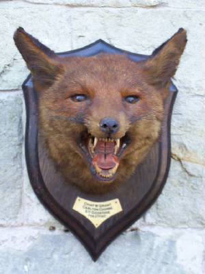 rowland ward fox mask before restoration