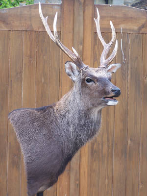 whistling sika stag