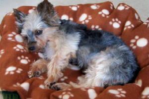 sleeping yorkshire terrier in a basket